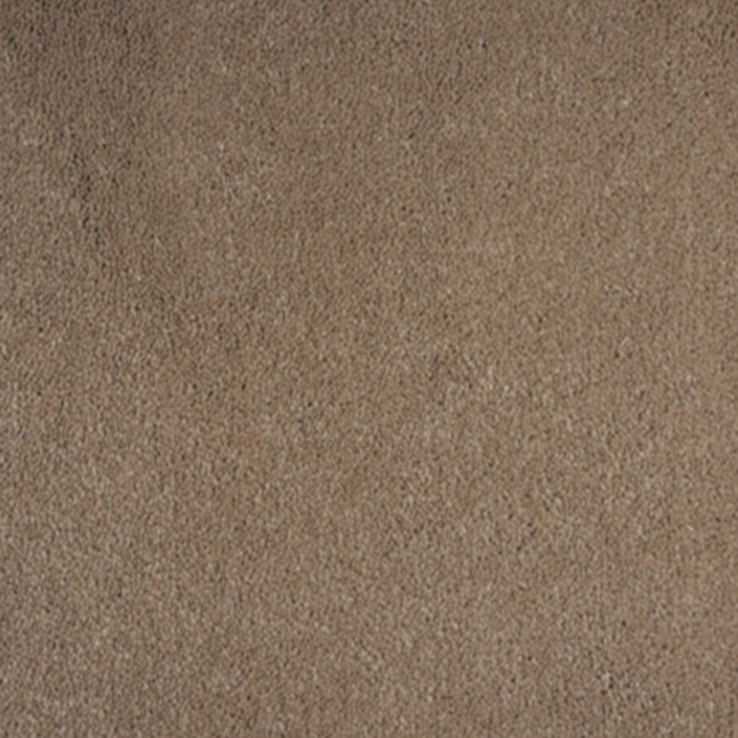 Hamilton Nylon Carpet Collection Nylon Carpet by KLD Home